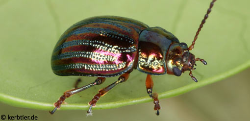 Chrysolina americana B