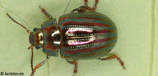 Chrysolina americana C