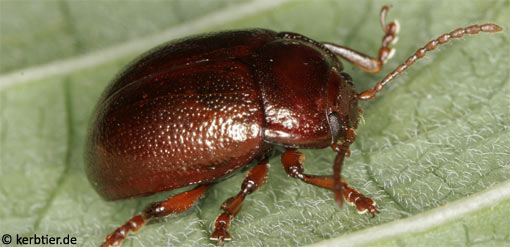 Chrysolina staphylaea