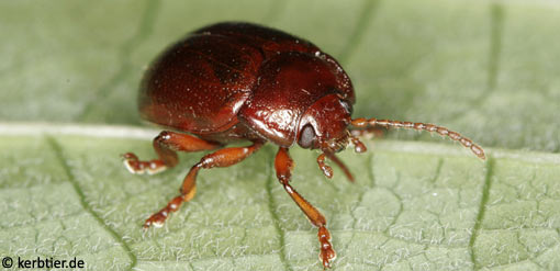 Chrysolina staphylaea B