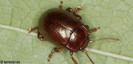 Chrysolina staphylaea C