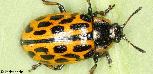 Chrysomela vigintipunctata