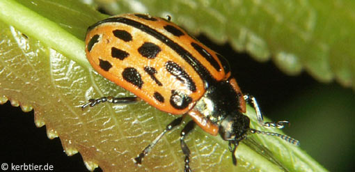 Chrysomela vigintipunctata B