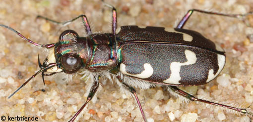 Cicindela maritima B