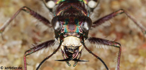 Cicindela maritima C