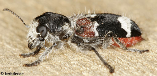 Clerus mutillarius