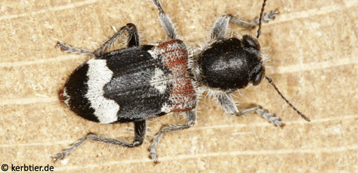 Clerus mutillarius B