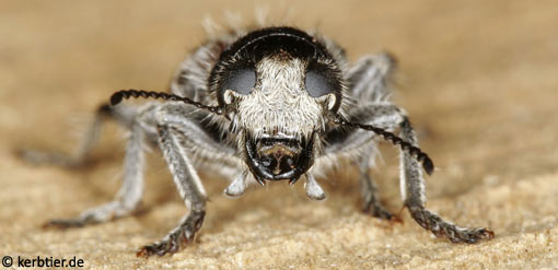 Clerus mutillarius C