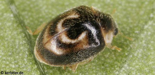 Clitostethus arcuatus B