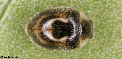 Clitostethus arcuatus C