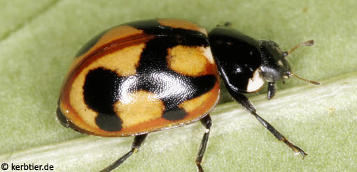 Coccinella hieroglyphica