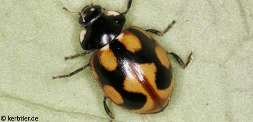 Coccinella hieroglyphica B