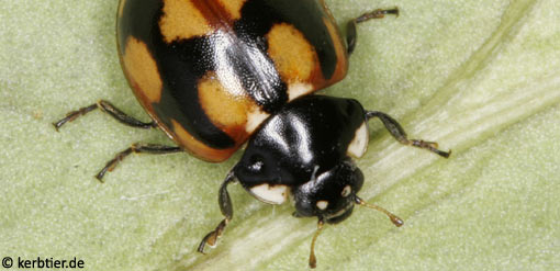 Coccinella hieroglyphica C