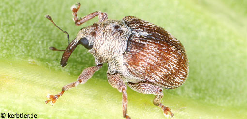 Coeliodes ilicis