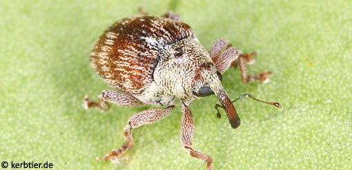 Coeliodes ilicis B