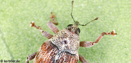 Coeliodes ilicis C