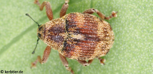 Coeliodes trifasciatus