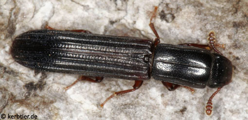 Colydium elongatum C