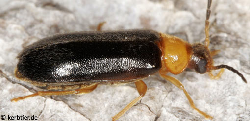 Conopalpus testaceus