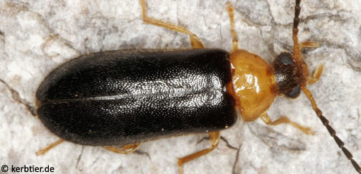 Conopalpus testaceus C