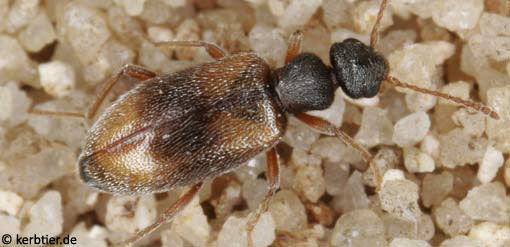 Cordicomus sellatus