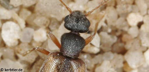 Cordicomus sellatus B