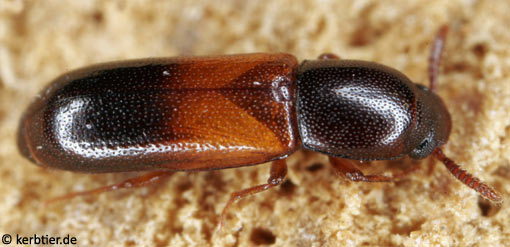 Corticeus fasciatus