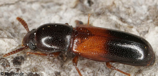 Corticeus fasciatus B