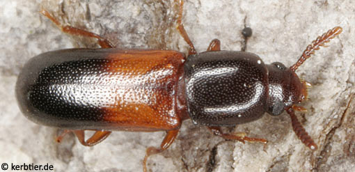 Corticeus fasciatus C