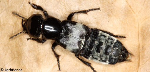 Creophilus maxillosus