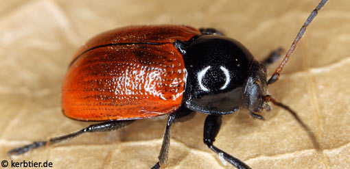 Cryptocephalus coryli