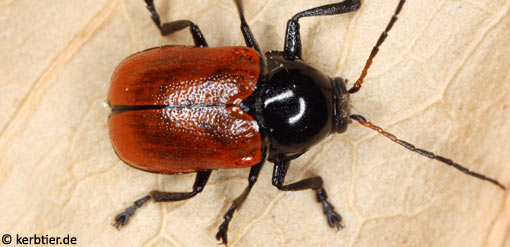 Cryptocephalus coryli C