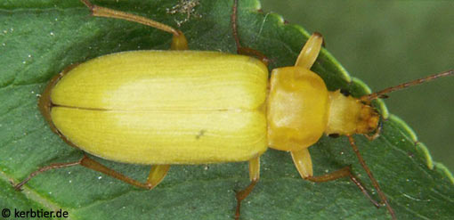 Cteniopus flavus B