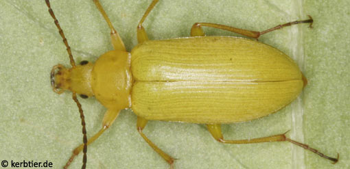 Cteniopus flavus C