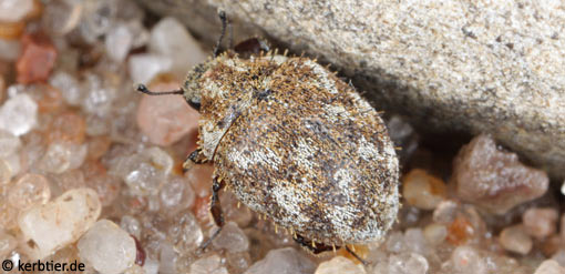 Curimopsis setigera