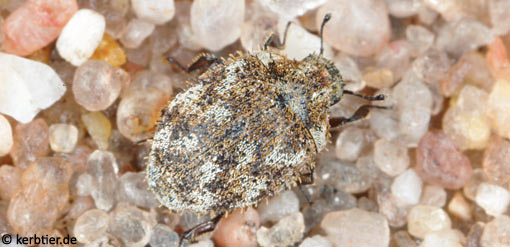 Curimopsis setigera B