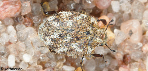 Curimopsis setigera C