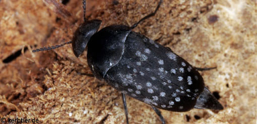 Curtimorda maculosa