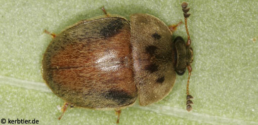 Cychramus variegatus