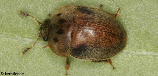 Cychramus variegatus B