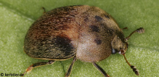 Cychramus variegatus C