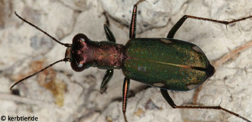 Cylindera germanica