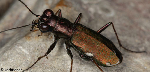 Cylindera germanica B