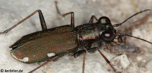 Cylindera germanica C