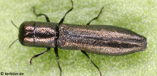 Cylindromorphus filum