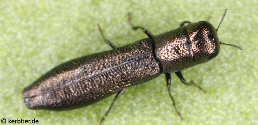 Cylindromorphus filum C