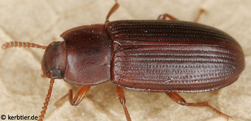 Cynaeus angustus