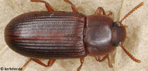 Cynaeus angustus B