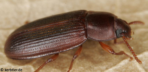 Cynaeus angustus C