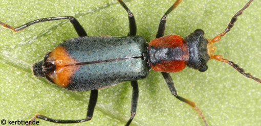 Cyrtosus ovalis